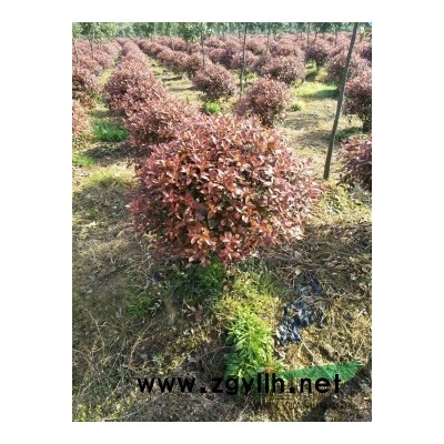 廣玉蘭，10-25公分，數量多。