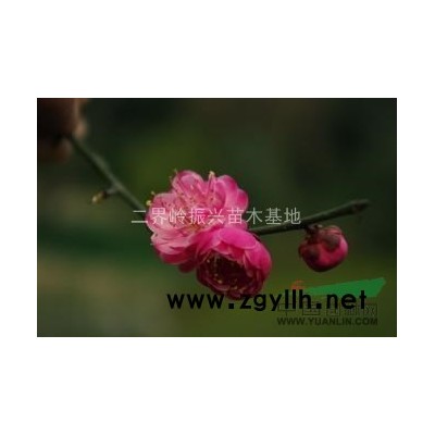 2016年廣玉蘭出售，15公分廣玉蘭報價