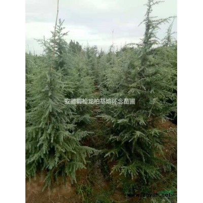 常年出售8到20廣玉蘭