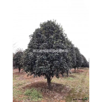 浙江廣玉蘭 湖州廣玉蘭 廣玉蘭基地直銷(xiāo)行情報(bào)價(jià)/浙江廣玉蘭