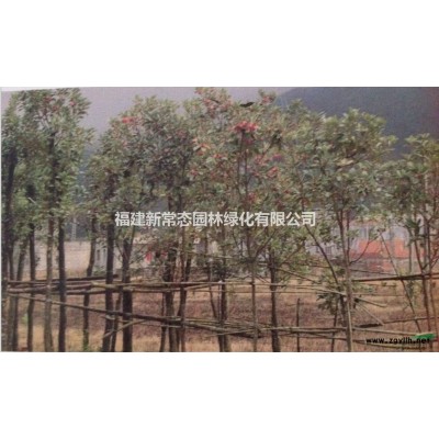 銀杏   福建銀杏供應(yīng)5-15公分