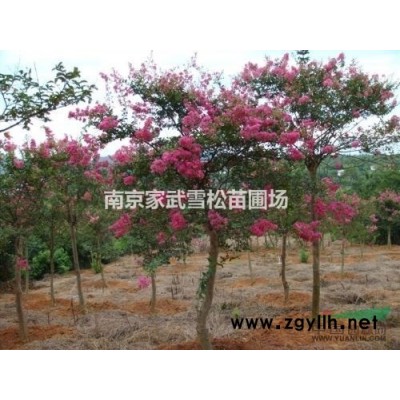 供應2至12公分南京廣玉蘭，江蘇廣玉蘭價格