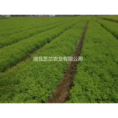 湖北恩施利川兩年三年生銀杏樹苗批發價格優惠20-120公分高