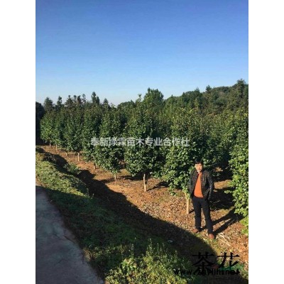 出售3公分香樟，4公分香樟，5公分香樟報價，江西香樟小苗