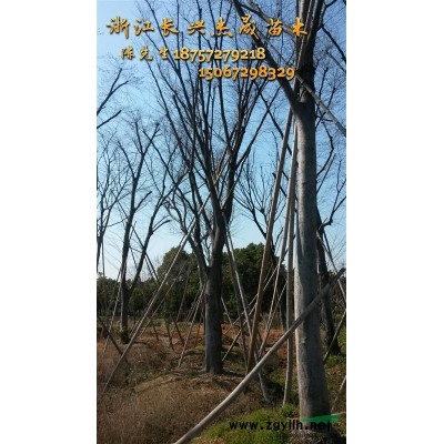 廣玉蘭 廣玉蘭樹 廣玉蘭樹苗 綠化樹苗 樹苗批發