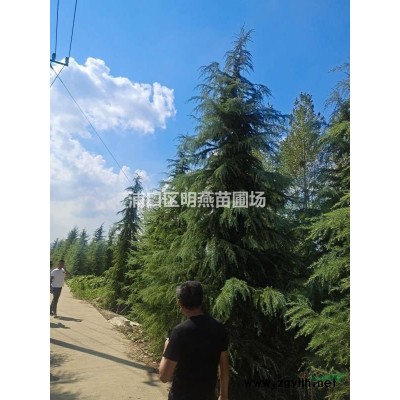 14公分廣玉蘭江蘇南京綠化苗木基地，廣玉蘭大量供應