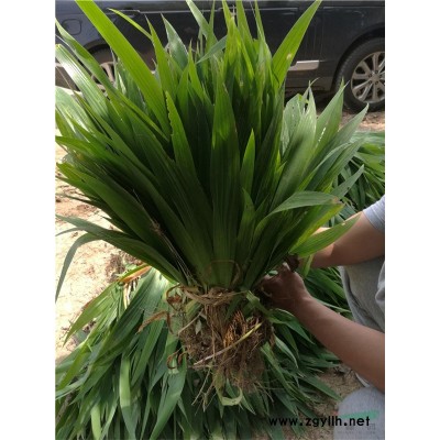 銀杏樹米徑5-30公分大量出售--現貨質量好