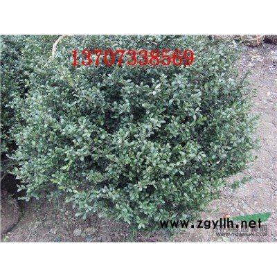 益陽移栽多年香樟樹