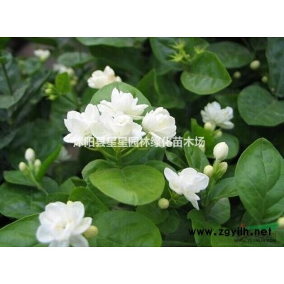 銀杏樹，銀杏樹*新價格，批發大小規格銀杏樹。