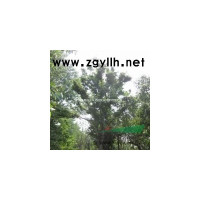 安徽低價供應優質銀杏樹