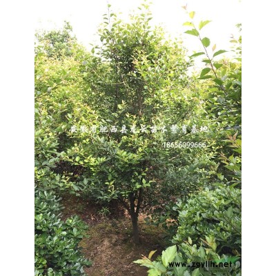 安徽欒樹(shù) 香樟 無(wú)患子 重陽(yáng)木 櫻花 垂絲海棠 花石榴 木槿