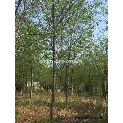 香樟 廣玉蘭 銀杏 桂花 紫薇 大葉女貞 杜英 紅楓