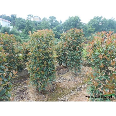 2-50cm銀杏、移栽銀杏、嫁接銀杏、銀杏價(jià)格