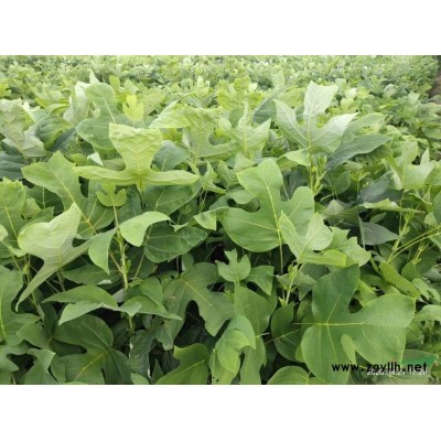 供應5至15公分的香樟.