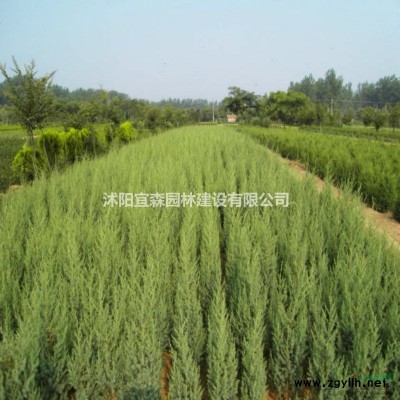 落葉喬木銀杏樹批發 江蘇是銀杏樹的中產區之一價格便宜