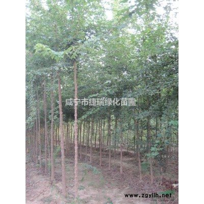 湖北銀杏價格 咸寧銀杏基地 大銀杏樹