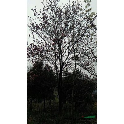 安徽廣玉蘭小苗50-150公分介紹/特征/用途