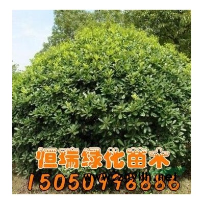 江蘇[產品]/江蘇銀杏小苗價格/報價