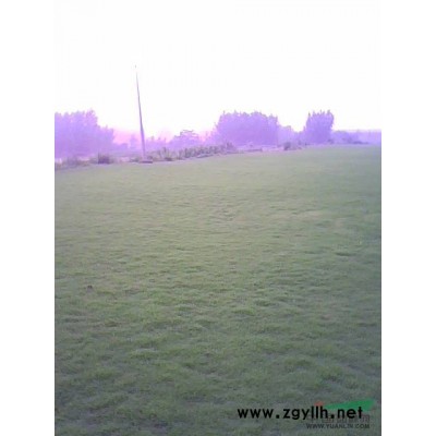 30-40的廣玉蘭行情報價\30-40的廣玉蘭圖片展示