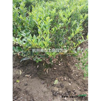 香樟5-15公分工程苗供應