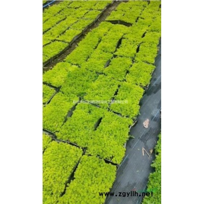 常年銷售泡桐 香蒲,廣玉蘭苗木,，紅花酢漿草