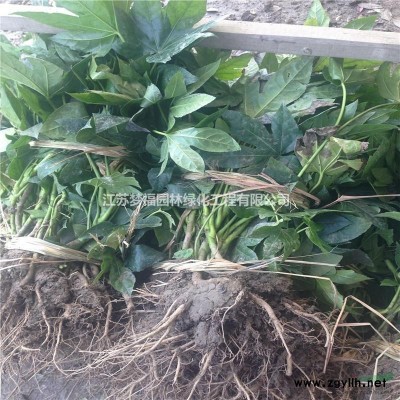 江蘇12公分廣玉蘭15公分廣玉蘭價格便宜批發