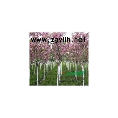 大葉女貞、廣玉蘭、紅、白玉蘭、香樟、杜英、喜樹、金合歡