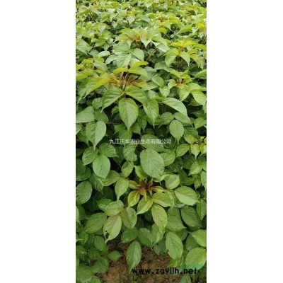 江西[產品]/江西香樟小苗 九江香樟容器苗 江西各類小苗 九江杯苗價格/報價