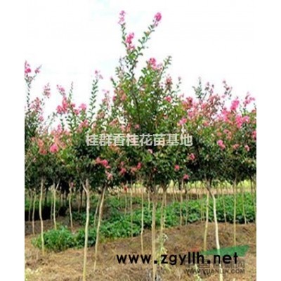 湖北10-15公分廣玉蘭，香樟，欒樹，桂花樹出售