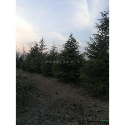 精品廣玉蘭行情報(bào)價(jià)\精品廣玉蘭圖片展示