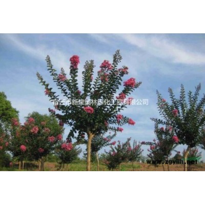 供銀杏、法桐、烏桕、碧桃、塔柏、紅葉李、大葉女貞、國槐、欒樹