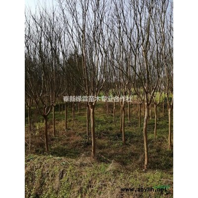 出售12-16公分廣玉蘭，2.5-2.8米分枝。