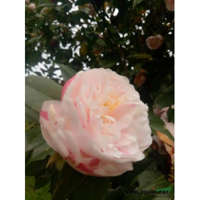 猛龍茶花園供應(yīng)8-120公分的銀杏樹