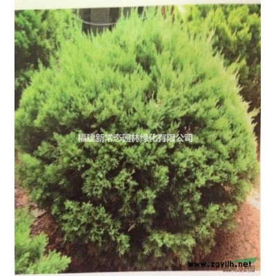 廣玉蘭   價(jià)格直銷福建廣玉蘭8-12公分