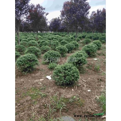 沭陽地區(qū)供應(yīng)大葉黃揚(yáng)，瓜子黃揚(yáng)，衛(wèi)盾，欒樹，高桿女貞，銀杏