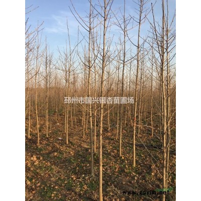低價處理銀杏樹苗