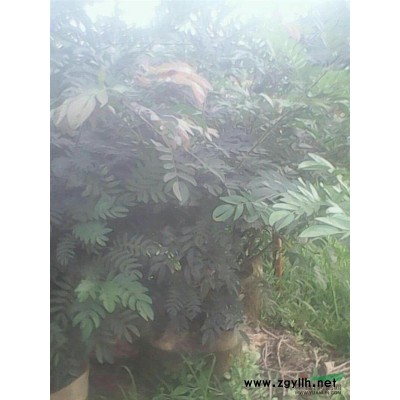 福建漳州供應代辦各規格香樟袋苗