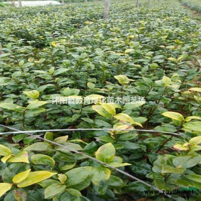 香樟、無患子、桂花、欒樹、蜀檜、紫薇、廣玉蘭、合歡