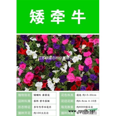 香樟樹種子批發 當年新采林木種子 工程綠化 香樟種子 品種全