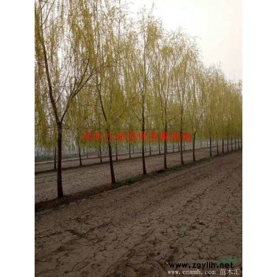 萬綠園林實生銀杏圖片-實生銀杏價格-綠化苗圃苗木樹批發直銷