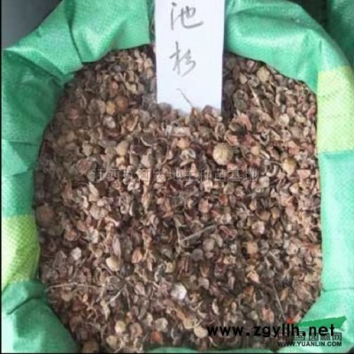 江西廣玉蘭小苗