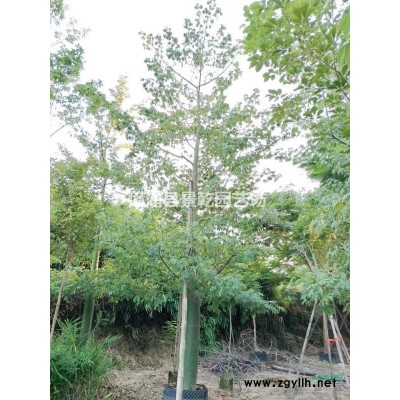 福建香樟 漳州香樟樹 漳浦香樟低價批發/供應