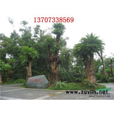 供應(yīng)20公分 18公分 16公分 12公分 10公分 銀杏