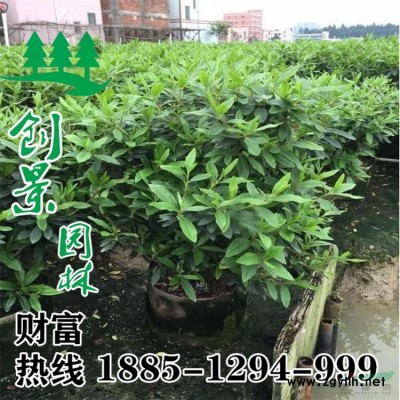 常年2-25公分廣玉蘭 規格*  苗圃基地廣玉蘭樹苗