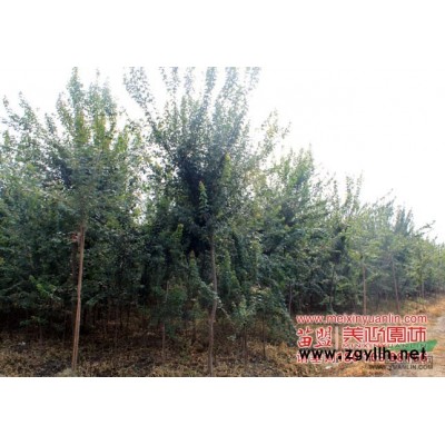 美心--10公分廣玉蘭，8公分紫薇出貨中···