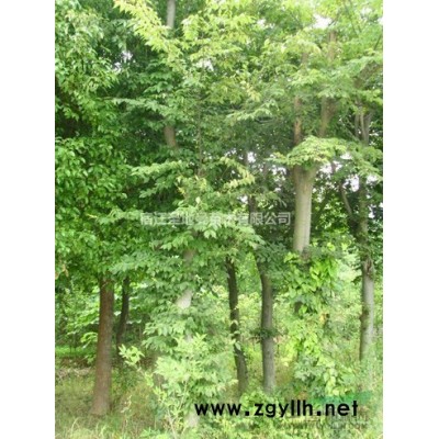 供應 銀杏樹 紅櫸樹 黃金槐 核桃樹 石榴樹
