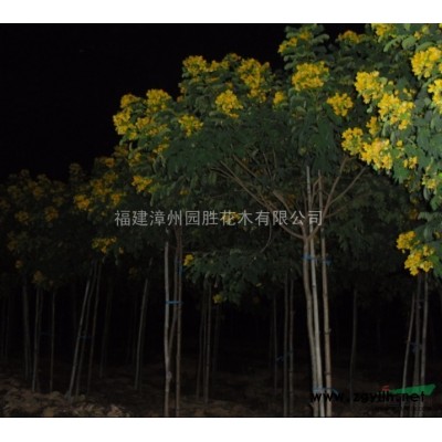 供應(yīng)香樟 全冠香樟 骨架樟樹 袋苗 ！！