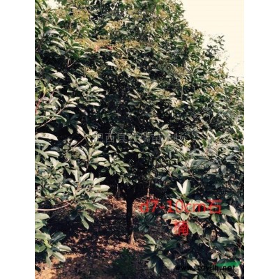 安徽18cm廣玉蘭*新報價/18cm廣玉蘭圖片