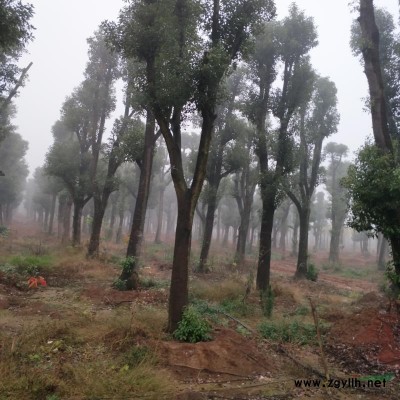 廣玉蘭1報價/江西廣玉蘭1報價