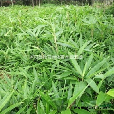 供應：紅葉石楠球紫葉桃、桂花.紅楓、香樟、移栽香樟、桂花